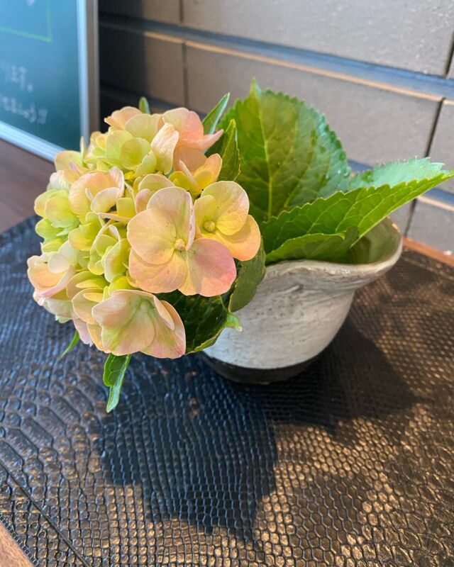 皆様おはようございます。
岐阜市のお天気は雨☔️
恵の雨でございます。

紫陽花を飾りました。
陶器は自作でございます。
世界に一つだけの器。

さて、雨の日は頭が痛くなったり、倦怠感、疲れ、肩の凝り、だるさなど…不調の経験はありませんか？
天気や気圧の変化で起こる体調不良を天気痛（気象病）と呼ぶそうです。

当院では漢方治療も行なっております。
漢方薬を多数とりそろえ、西洋医学と東洋医学の融合を目指しております。
どうぞご相談下さい👨‍⚕️

では本日も健康で💖素敵な一日をお過ごし下さいませ。

ごきげんよう

#雨の日#頭痛#不調#倦怠感#肩こり#葛西哲宏#岐阜市内科#岐阜市漢方#漢方#東洋医学#西洋医学
#陶器＃紫陽花#冨岡大資