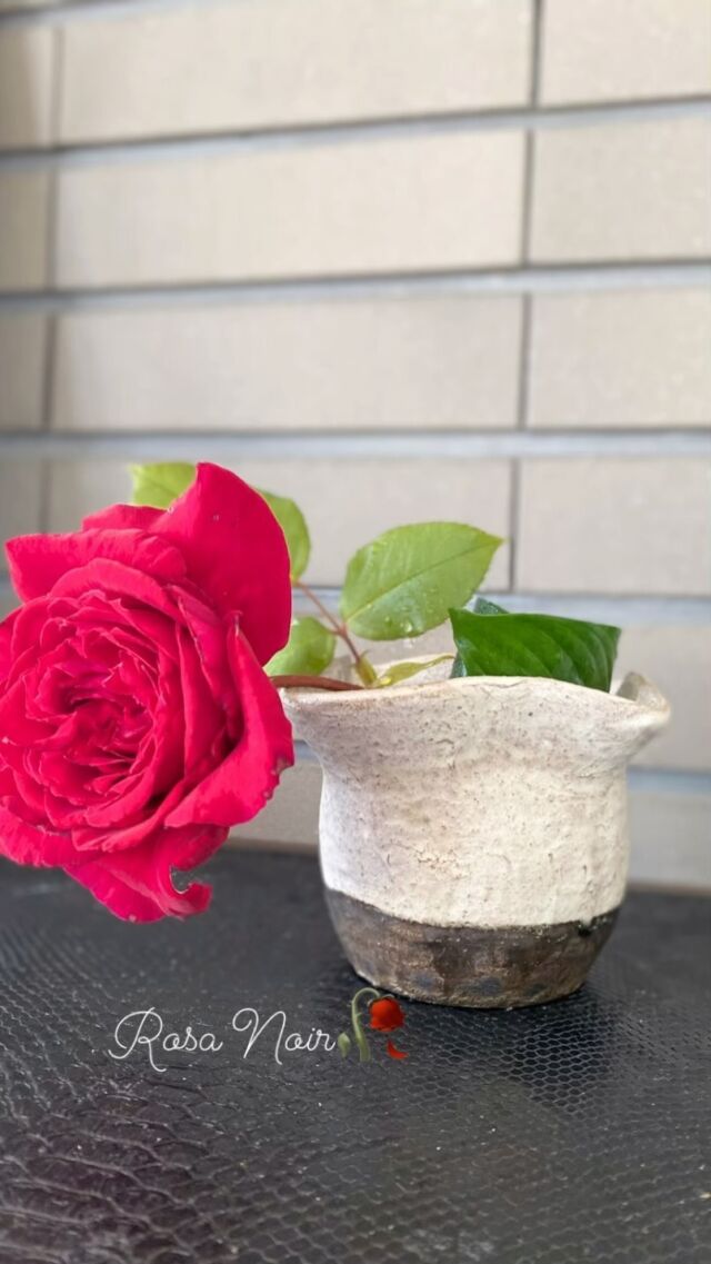 皆様おはようございます。
岐阜市のお天気は晴れ。

真っ赤な薔薇が咲きました🌹
一輪挿しに致しました。
香りがとっても良いです。
アンチエイジング効果✨どうぞお楽しみ下さい。

では本日も健康で✨素敵な一日をお過ごし下さいませ。

ごきげんよう。

#薔薇#アンチエイジング効果#岐阜市胃カメラ#岐阜市胃カメラ検査#内視鏡専門医#検査
#薔薇一輪#冨岡大資＃陶芸家