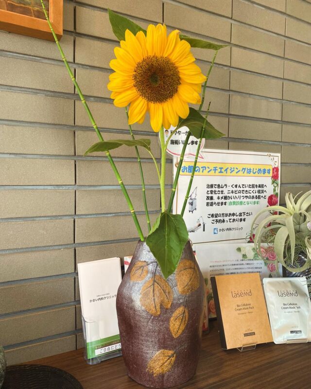 皆様おはようございます。
岐阜市のお天気は晴れ。
本日も暑くなる予報でございます☀️

待ちに待った向日葵が咲き出しました🌻
これからドンドン咲き出します。
トクサと一緒に生けました。
熱中症にはくれぐれもお気をつけ下さい⚠️

では本日も健康で素敵一日をお過ごしください。
ごきげんよう

Thank you always for everything.

#向日葵#ひまわり#トクサ#熱中症#暑くなる予報
#上尻毛#岐阜市のクリニック#岐阜市の内科